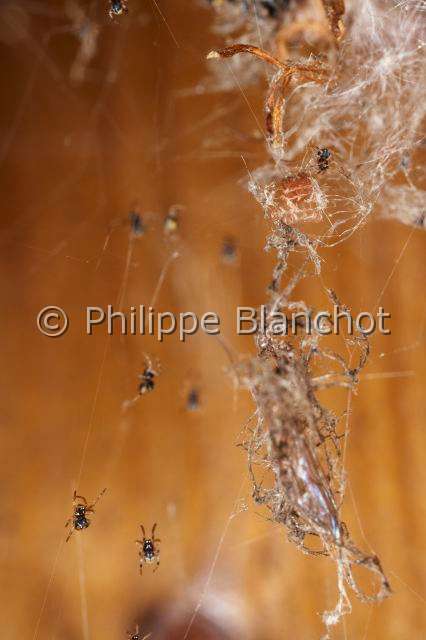 Amaurobiidae_4638.JPG - France, Araneae, Amaurobiidae, Amaurobe (Amaurobius sp), jeunes araignées sortant de leur cocon, Lace webbed spider